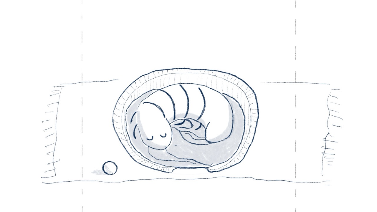 
              Eine Skizze aus dem Video
zeigt einen Silberfisch, der wie ein
Hund in einem Körbchen
zusammengerollt schläft.